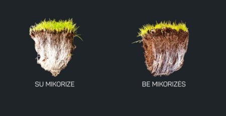 Augalai su mikorize ir be mikorizės