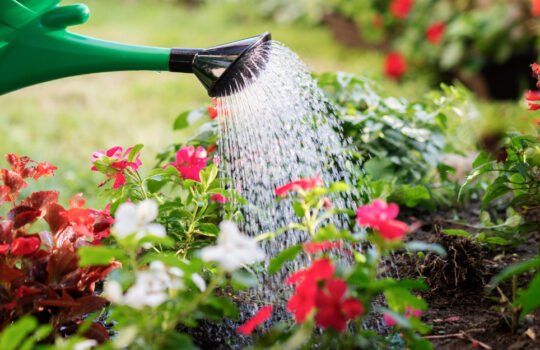 geliu-laistymas-1231×625-1 (1)